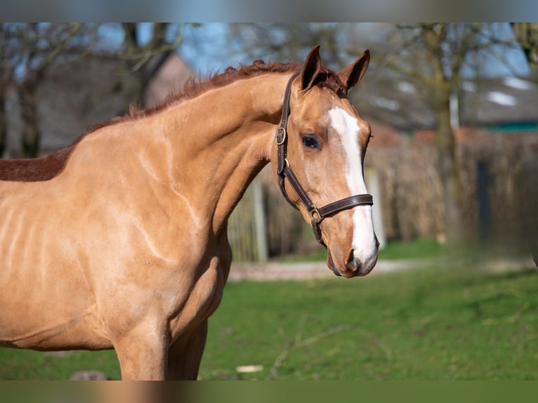 Anglo European Studbook Stallion 3 years 15,3 hh Chestnut-Red in GROTE-BROGEL