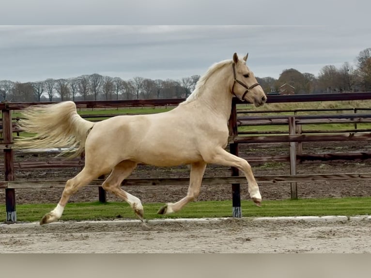 Anglo European Studbook Stallion 3 years 15.3 hh Palomino in Zieuwent