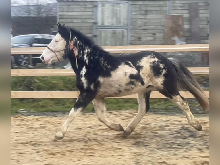 Anglo European Studbook Stallion 3 years 15 hh Overo-all-colors in Bastogne