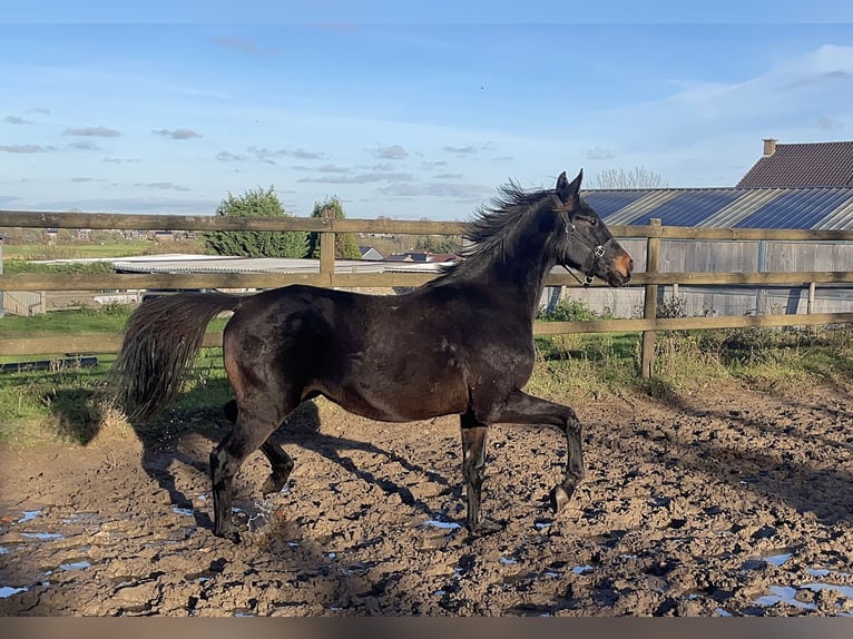 Anglo European Studbook Stallion 3 years 15,2 hh Bay-Dark in Soumagne