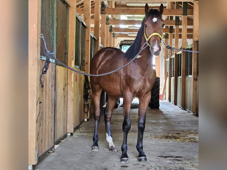 Anglo European Studbook Stallion 3 years 15,3 hh  in karlovac
