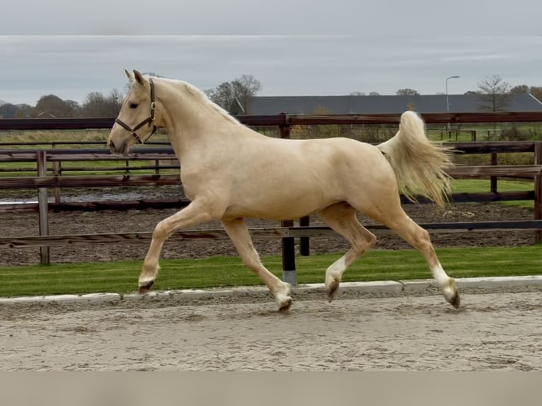 Anglo European Studbook Stallion 3 years 15,3 hh Palomino in Zieuwent