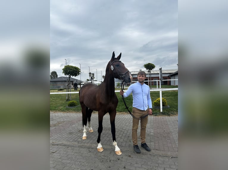 Anglo European Studbook Stallion 3 years 16.1 hh Bay-Dark in Twardowice