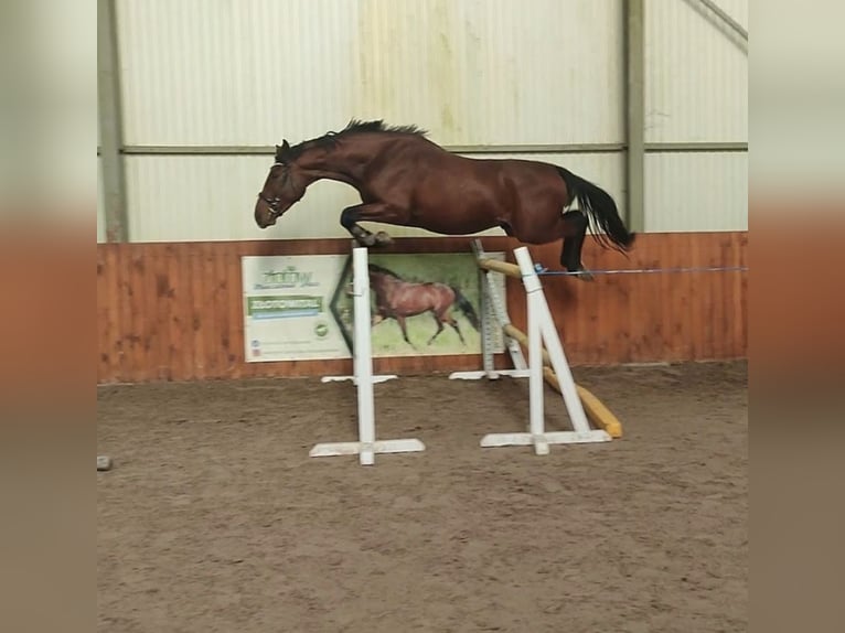 Anglo European Studbook Stallion 3 years 16.1 hh Bay in Stara Wiśniewka