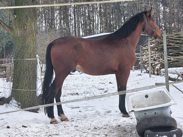 Anglo European Studbook Stallion 3 years 16.1 hh Bay in Stara Wiśniewka