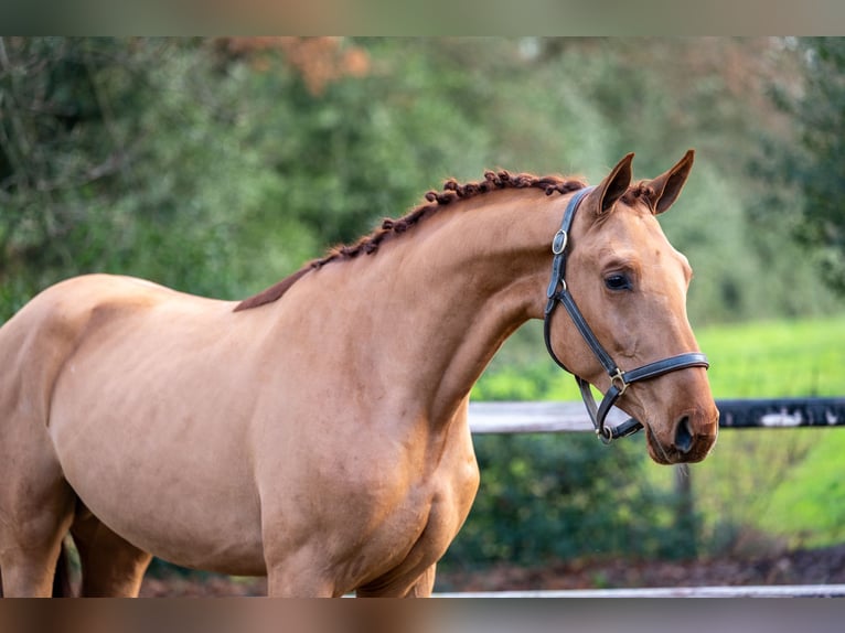 Anglo European Studbook Stallion 3 years 16 hh Chestnut-Red in Grote Brogel