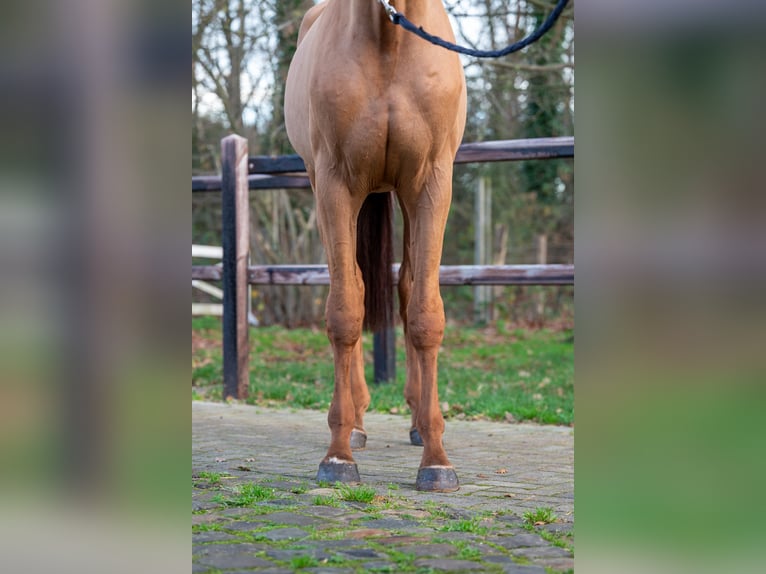 Anglo European Studbook Stallion 3 years 16 hh Chestnut-Red in Grote Brogel