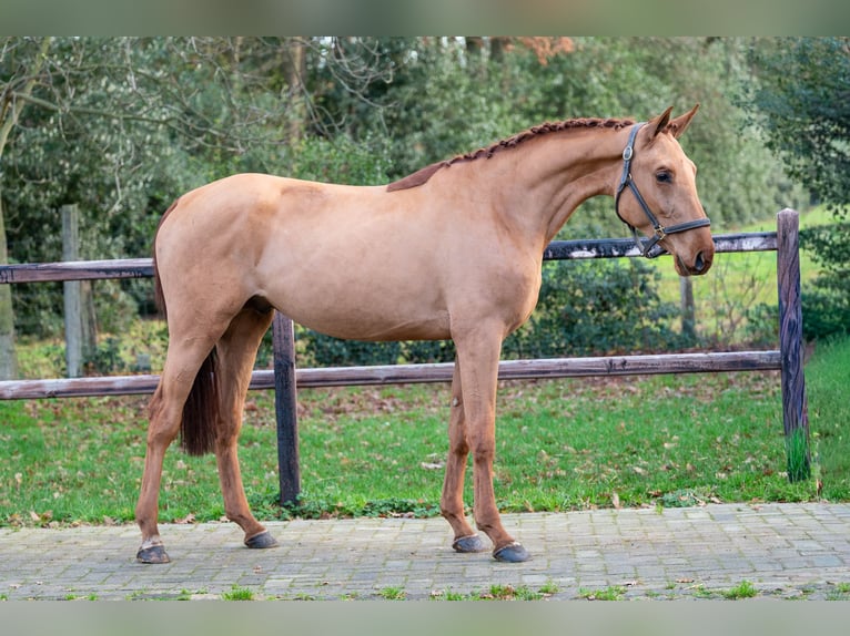 Anglo European Studbook Stallion 3 years 16 hh Chestnut-Red in Grote Brogel