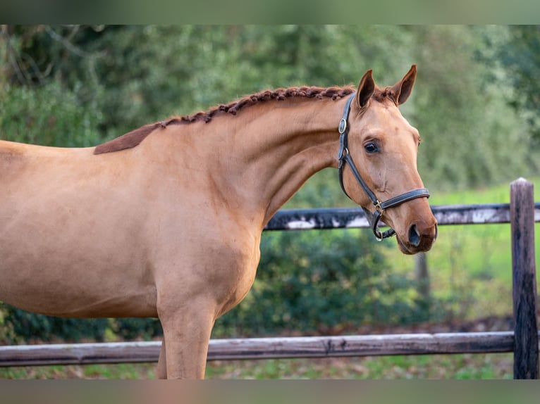Anglo European Studbook Stallion 3 years 16 hh Chestnut-Red in Wijchmaal