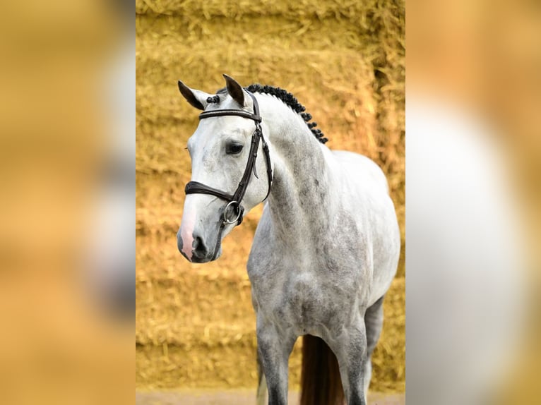 Anglo European Studbook Stallion 3 years 16 hh Gray in Bladel