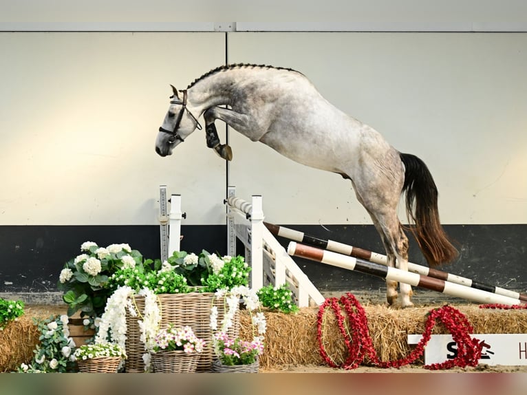 Anglo European Studbook Stallion 3 years 16 hh Gray in Bladel
