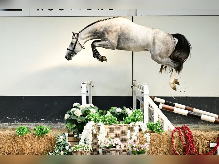 Anglo European Studbook Stallion 3 years 16 hh Gray in Bladel
