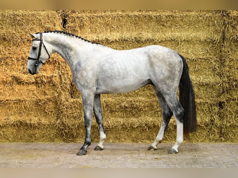 Anglo European Studbook Stallion 3 years 16 hh Gray in Bladel
