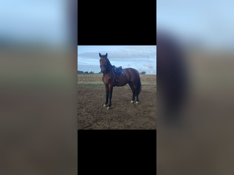 Anglo European Studbook Stallion 3 years 16,1 hh Bay in Stara Wiśniewka