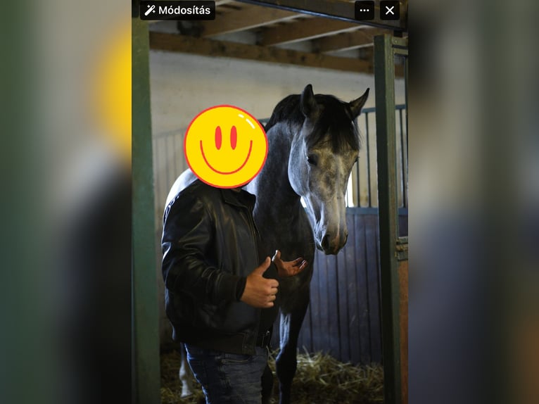 Anglo European Studbook Stallion 3 years 16,2 hh Grey in Murska Soboda