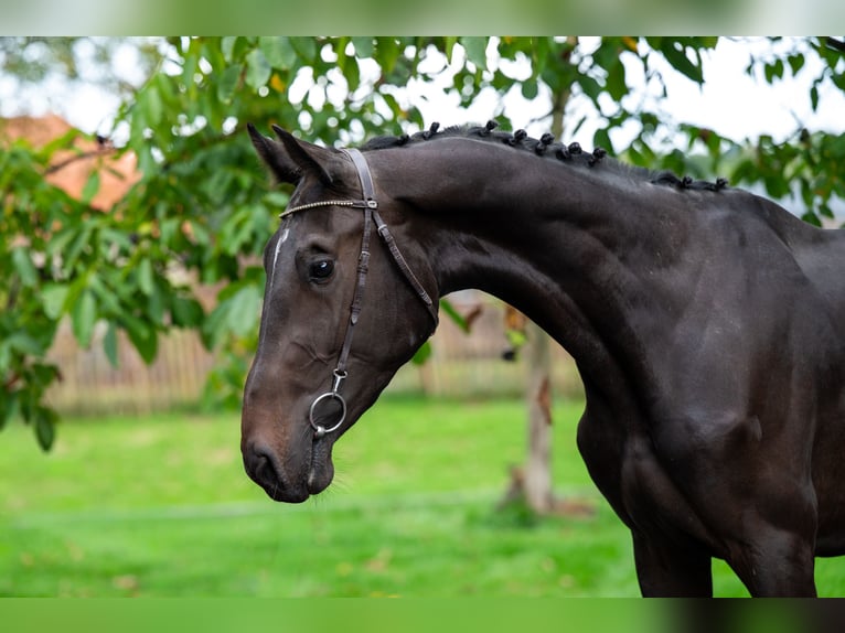Anglo European Studbook Stallion 3 years 16,2 hh Smoky-Black in GROTE-BROGEL