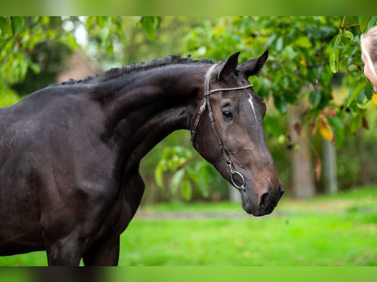 Anglo European Studbook Stallion 3 years 16,2 hh Smoky-Black in GROTE-BROGEL