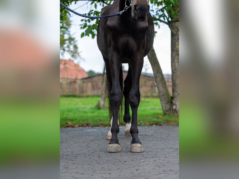 Anglo European Studbook Stallion 3 years 16,2 hh Smoky-Black in GROTE-BROGEL