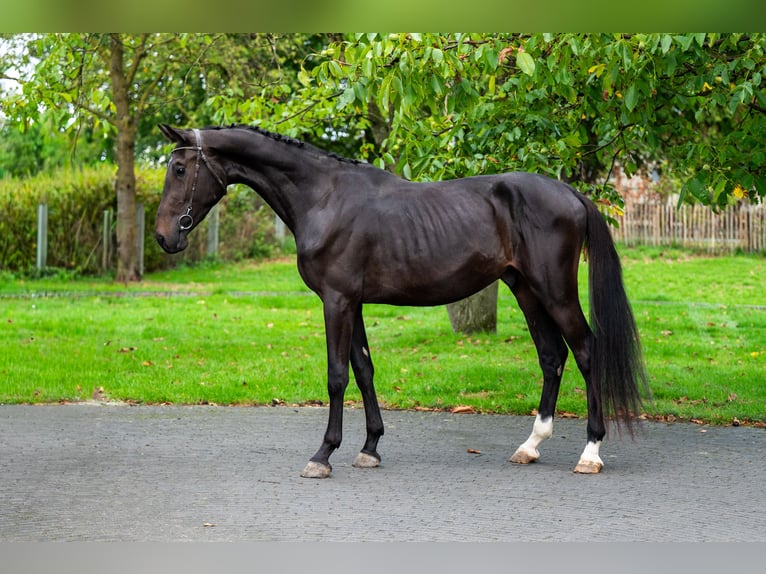 Anglo European Studbook Stallion 3 years 16,2 hh Smoky-Black in GROTE-BROGEL