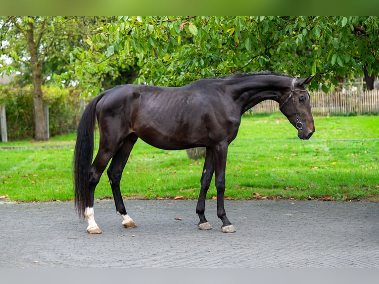 Anglo European Studbook Stallion 3 years 16,2 hh Smoky-Black in GROTE-BROGEL