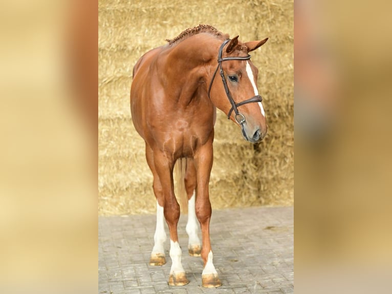 Anglo European Studbook Stallion 3 years 16,3 hh Chestnut-Red in Bladel