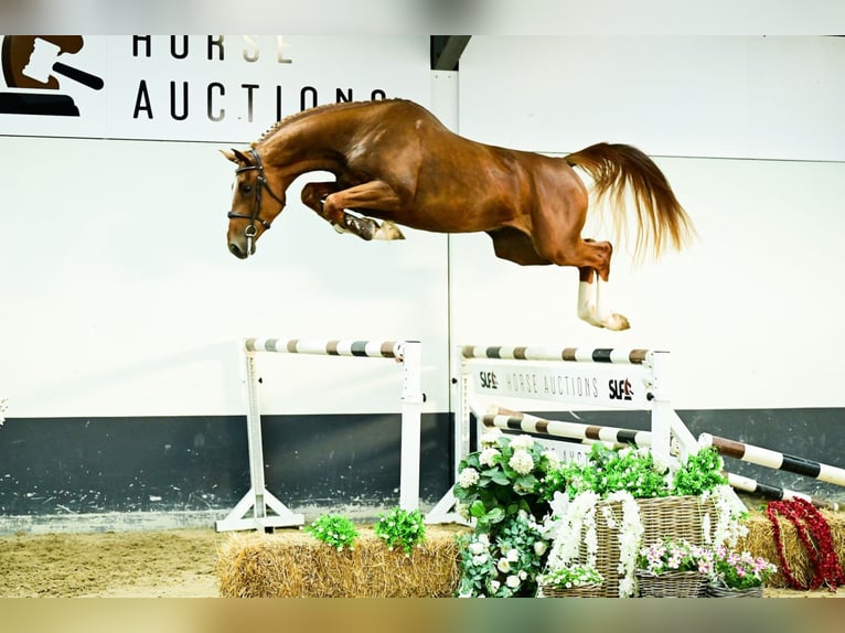 Anglo European Studbook Stallion 3 years 16,3 hh Chestnut-Red in Bladel