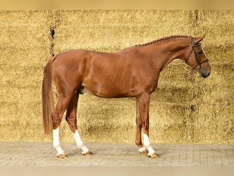Anglo European Studbook Stallion 3 years 16,3 hh Chestnut-Red in Bladel