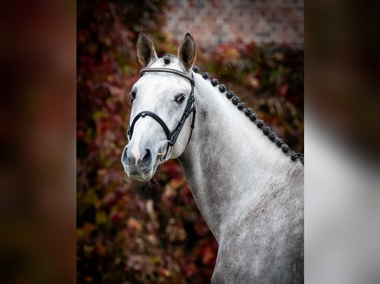 Anglo European Studbook Stallion 3 years Grey in Pozna&#x144;