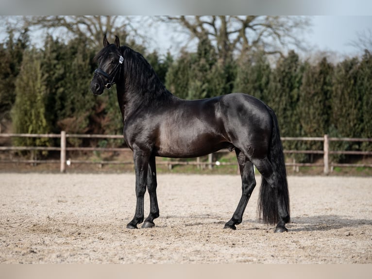Anglo European Studbook Mix Stallion 4 years 15.3 hh Black in Groesbeek