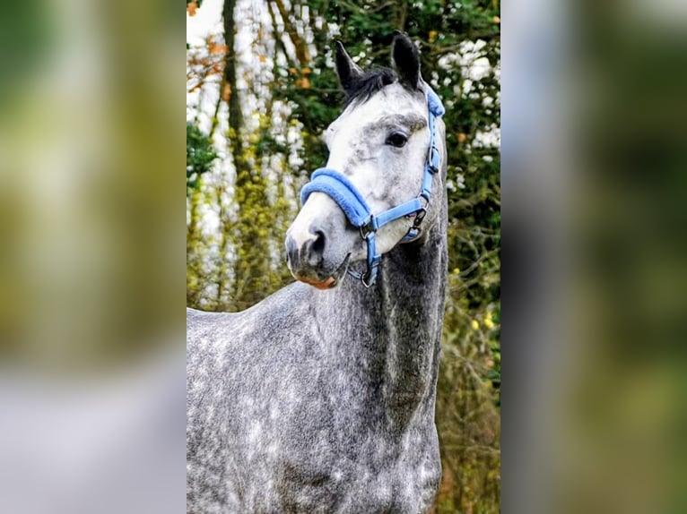 Anglo European Studbook Stallion 4 years 16.2 hh Grey-Dapple in Békéscsaba