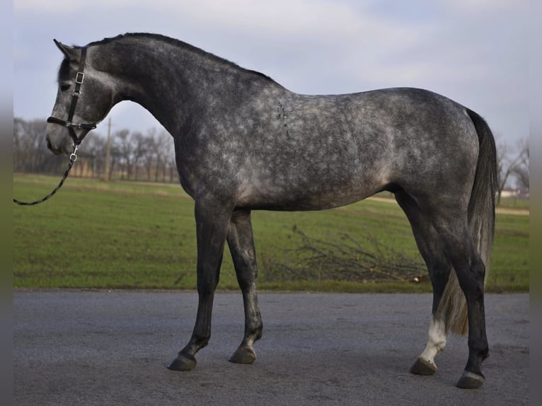 Anglo European Studbook Stallion 4 years 16.2 hh Grey in Szarvas