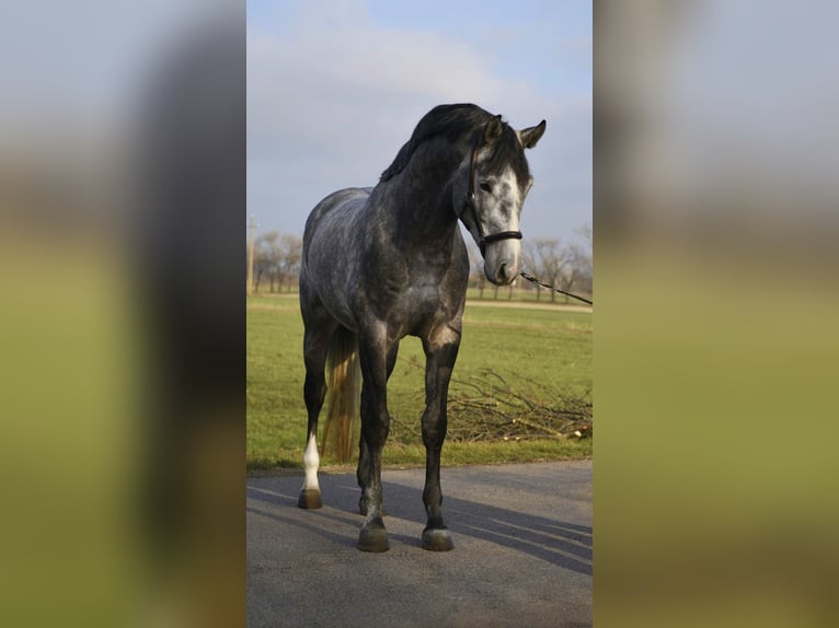 Anglo European Studbook Stallion 4 years 16.2 hh Grey in Szarvas
