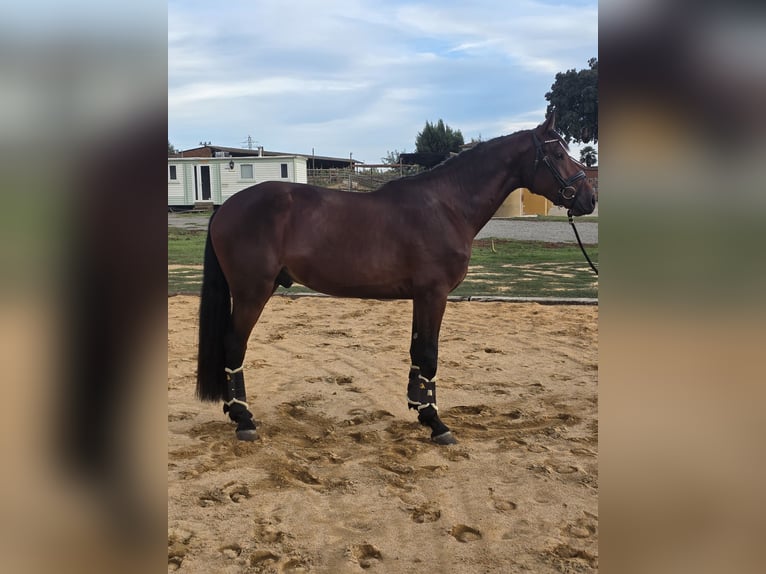 Anglo European Studbook Stallion 4 years 16,3 hh Brown-Light in Santa Eulalia De Ronçana