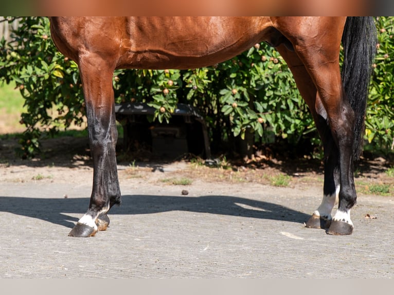 Anglo European Studbook Stallion 4 years Brown in Kaulille
