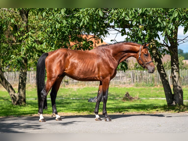 Anglo European Studbook Stallion 4 years Brown in Kaulille