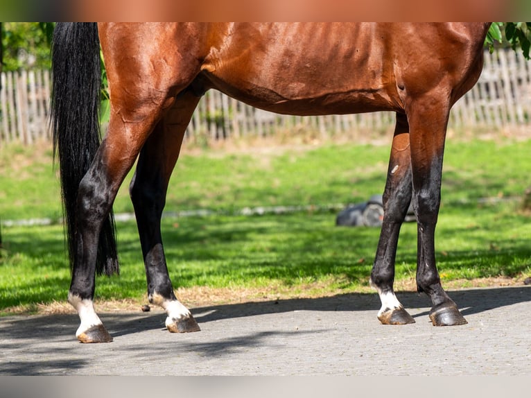 Anglo European Studbook Stallion 4 years Brown in Kaulille