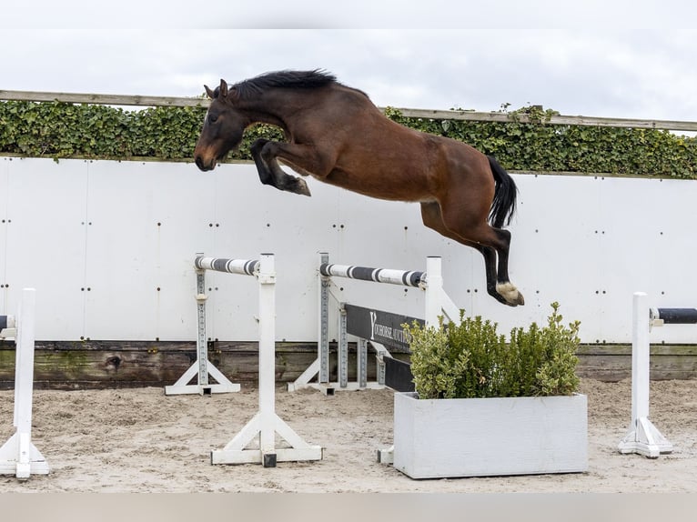 Anglo European Studbook Stallion 5 years 16.1 hh Brown in Waddinxveen