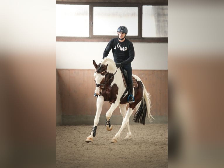 Anglo European Studbook Stallion 5 years 16,1 hh Tobiano-all-colors in Zagreb