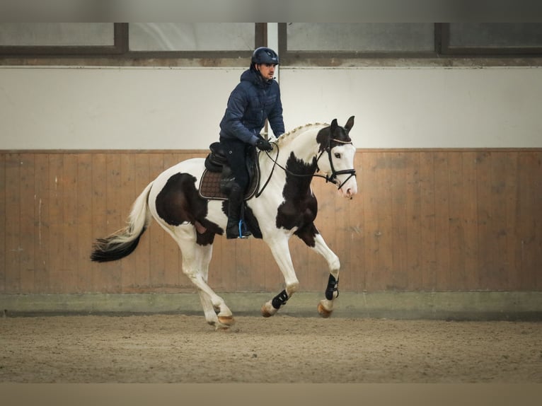 Anglo European Studbook Stallion 5 years 16,1 hh Tobiano-all-colors in Zagreb