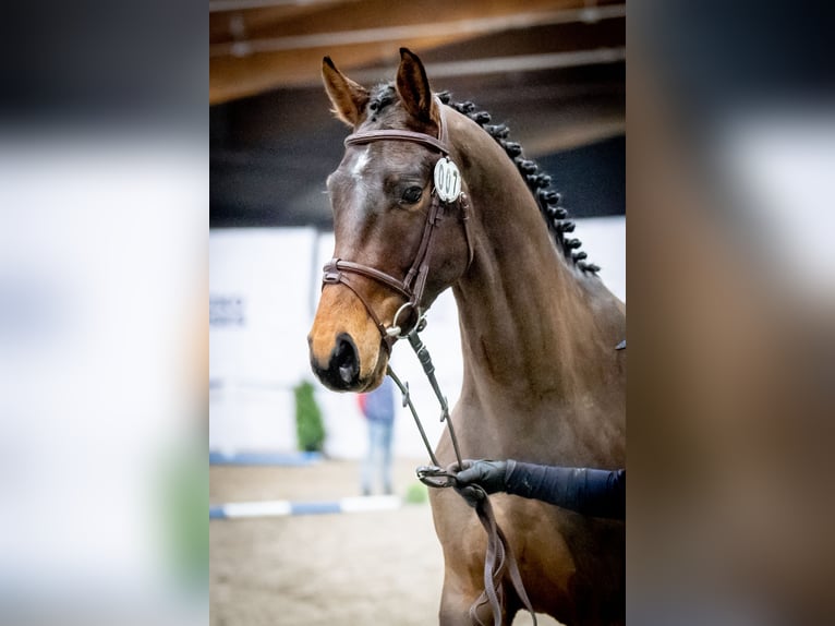 Anglo European Studbook Mix Stallion 5 years 16.3 hh Bay in Garwolin