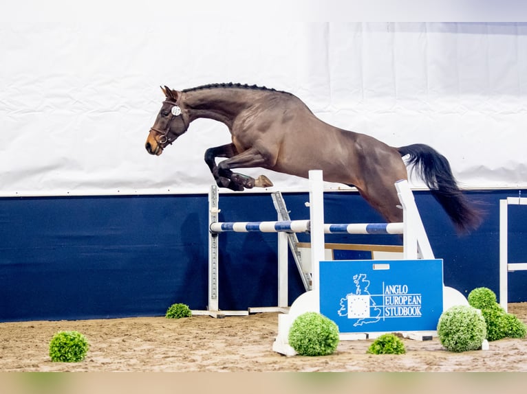 Anglo European Studbook Mix Stallion 5 years 16.3 hh Bay in Garwolin