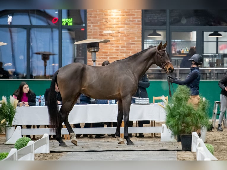 Anglo European Studbook Mix Stallion 5 years 16.3 hh Bay in Garwolin