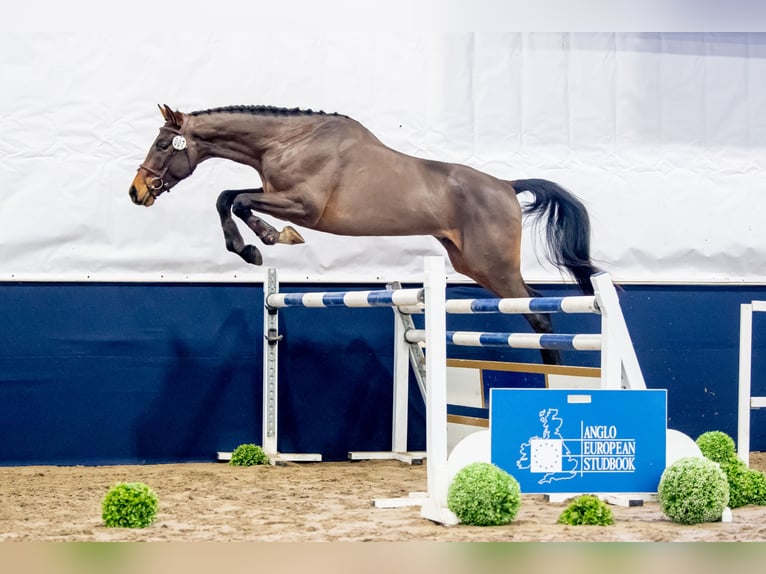Anglo European Studbook Mix Stallion 5 years 16.3 hh Bay in Garwolin