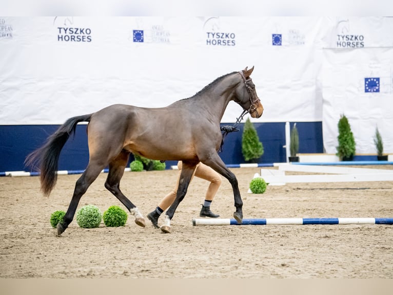 Anglo European Studbook Mix Stallion 5 years 16.3 hh Bay in Garwolin