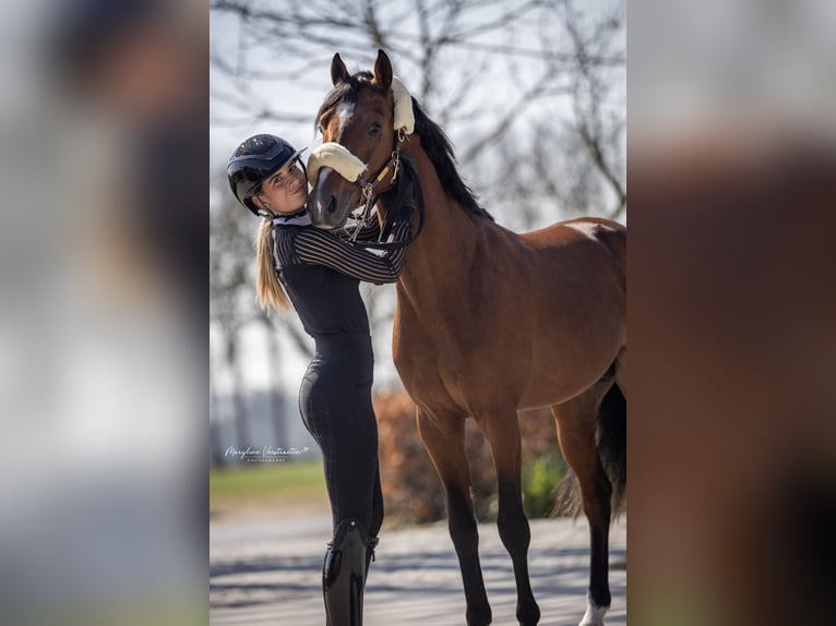 Anglo European Studbook Stallion Brown in Vlissegem