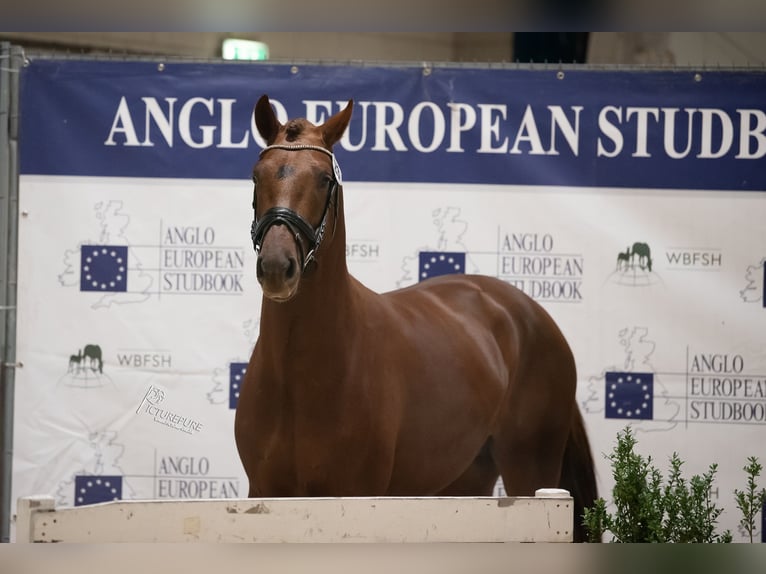 Anglo European Studbook Stallion Chestnut in Gent