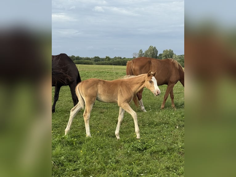 Anglo European Studbook Stallion Foal (06/2025) 12,2 hh Chestnut-Red in Romanowo G&#xF3;rne