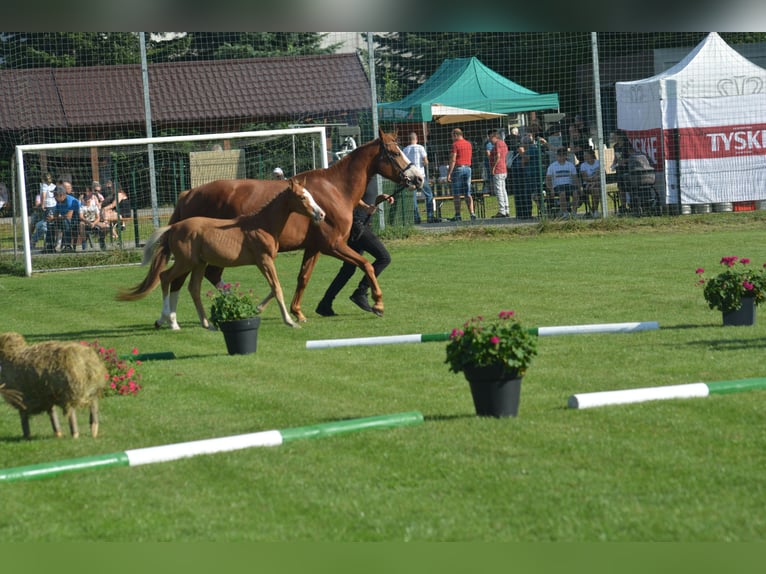 Anglo European Studbook Stallion Foal (06/2025) 12,2 hh Chestnut-Red in Romanowo G&#xF3;rne