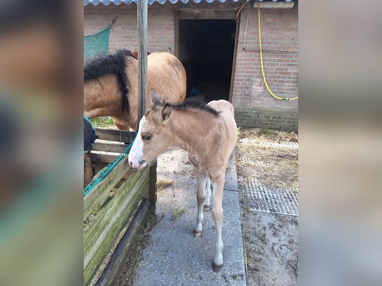 Anglo European Studbook Mix Stallion Foal (06/2024) 13,2 hh Buckskin in Geffen