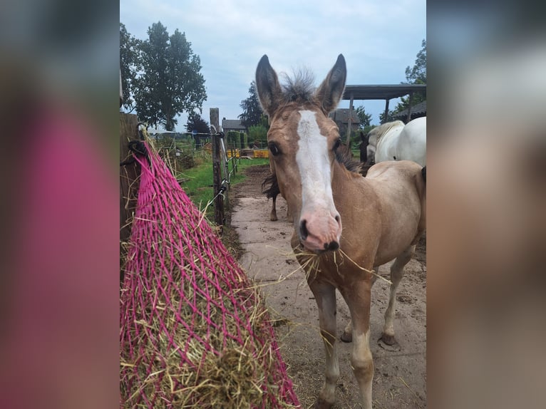 Anglo European Studbook Mix Stallion Foal (06/2024) 13,2 hh Buckskin in Geffen